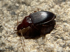 Calathus ruficollis