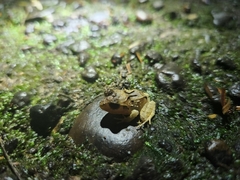 Craugastor megacephalus