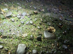 Craugastor megacephalus