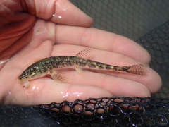 Triplophysa uranoscopus