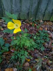Papaver cambricum