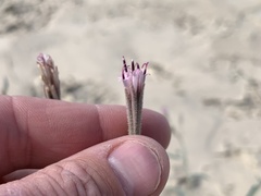 Palafoxia arida arida