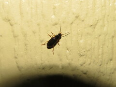 Stenolophus ochropezus