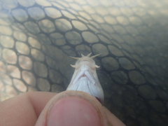 Triplophysa uranoscopus