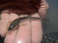 Triplophysa uranoscopus