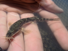 Triplophysa uranoscopus