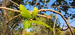 Quercus ithaburensis