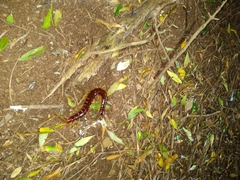 Cormocephalus coynei