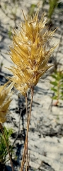 Geochloa