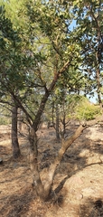 Quercus ithaburensis
