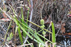 Sparganium americanum