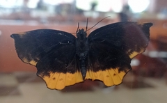 Achlyodes busirus rioja