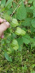 Physalis longifolia subglabrata