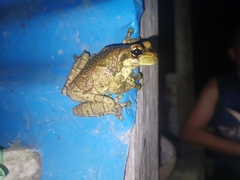 Trachycephalus resinifictrix