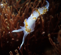 Apata pricei