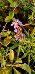 Vitex