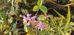 Vitex