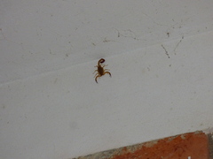 Centruroides elegans