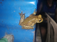 Trachycephalus resinifictrix