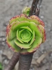 Aeonium haworthii