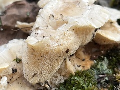 Trametes pubescens