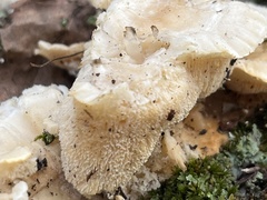 Trametes pubescens