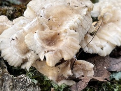 Trametes pubescens