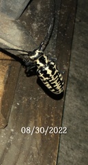 Plectrodera scalator