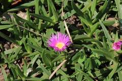 Carpobrotus dimidiatus