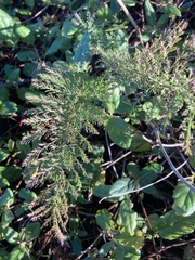Achillea millefolium