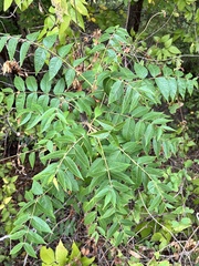 Juglans major