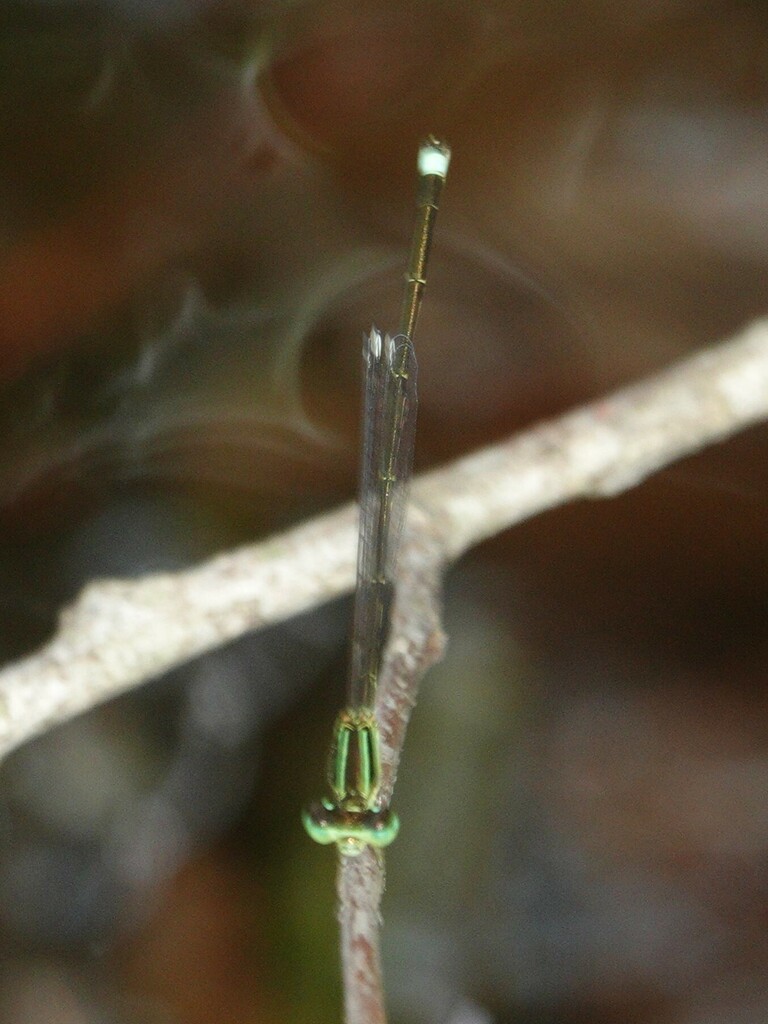 Furtive Forktail