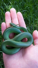 Philothamnus hoplogaster