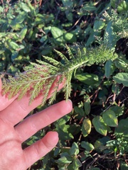 Achillea millefolium