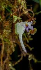 Utricularia jamesoniana