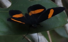 Panara soana