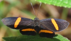 Panara soana