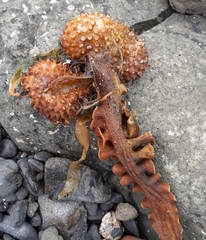 Saccorhiza polyschides