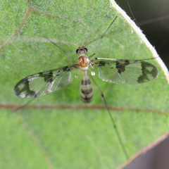 Macrocera
