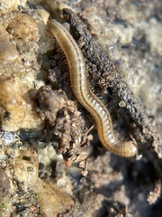 Brachyiulus