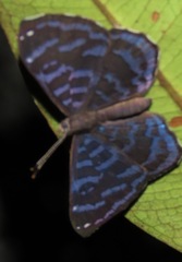 Ionotus alector