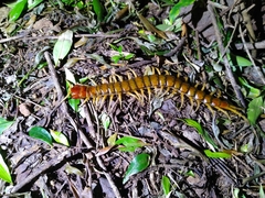 Cormocephalus coynei