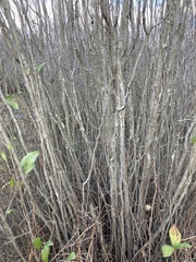Alnus maritima
