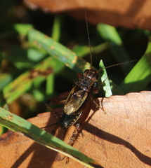 Eunemobius carolinus