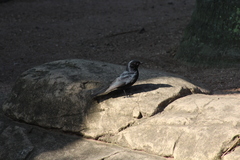 Melaenornis pammelaina