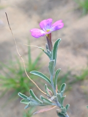 Malcolmia littorea