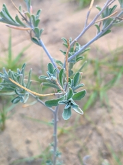 Malcolmia littorea