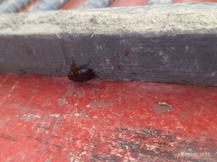 Blattodea
