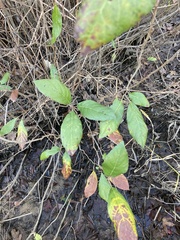 Alnus maritima