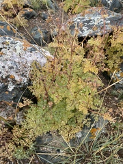 Thalictrum foetidum